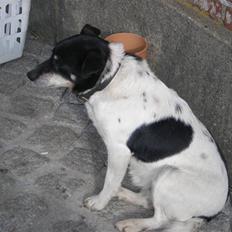 Dansk svensk gaardhund sille død  (Savn)R.I.P 