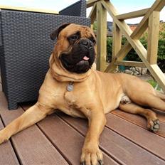 Bullmastiff Simba