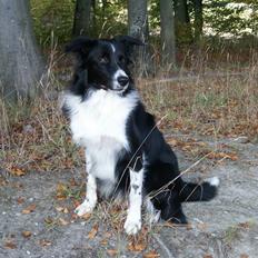 Border collie Zenit
