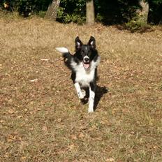 Border collie Zenit
