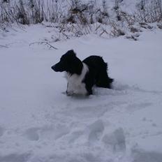 Border collie Zenit