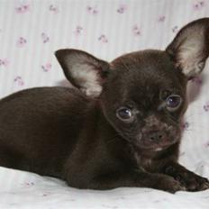 Chihuahua Zoe