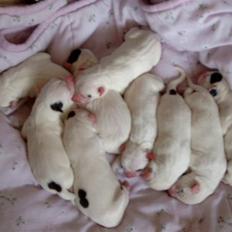 Amerikansk bulldog Albie