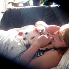 Amerikansk bulldog Albie