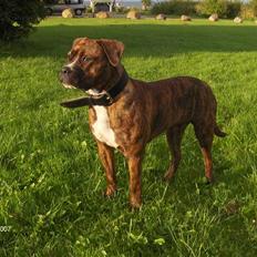 Blanding af racer Snuden