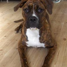 Blanding af racer Snuden