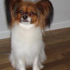 Papillon Dolly Parton