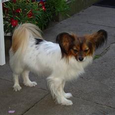 Papillon Dolly Parton