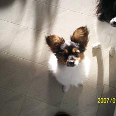 Papillon Dolly Parton