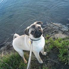 Mops Buster Perry Nielsen