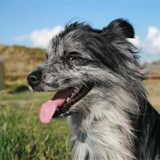 Pyrenæisk hyrdehund Coby Blue