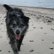 Pyrenæisk hyrdehund Coby Blue