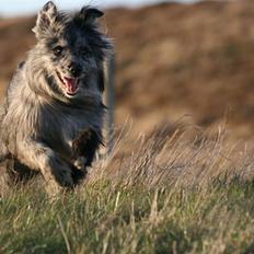 Pyrenæisk hyrdehund Coby Blue