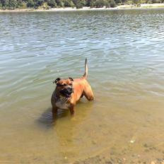 Staffordshire bull terrier Dora (ikk min mere)