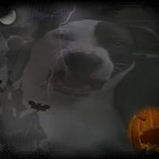 Amerikansk staffordshire terrier Goldie