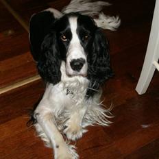 Cocker spaniel Rocky