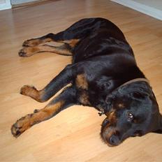 Rottweiler Zenta