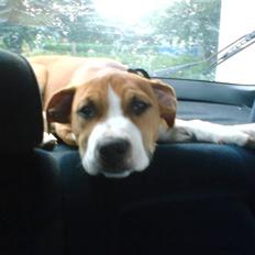 Amerikansk staffordshire terrier Nala