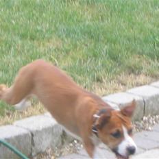 Amerikansk staffordshire terrier Nala