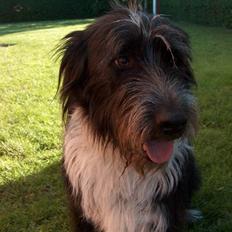 Blanding af racer Bamse