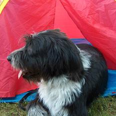 Blanding af racer Bamse