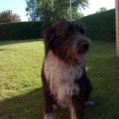 Blanding af racer Bamse