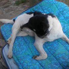 Dansk svensk gaardhund sille død  (Savn)R.I.P 