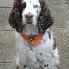 Engelsk springer spaniel Bølle  R.I.P. 