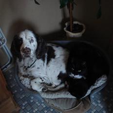 Engelsk springer spaniel Bølle  R.I.P. 