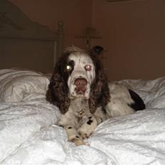 Engelsk springer spaniel Bølle  R.I.P. 