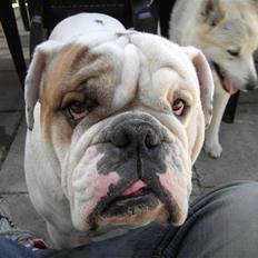 Engelsk bulldog Mugge R.I.P D.6/6-2016