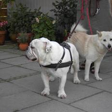 Engelsk bulldog Mugge R.I.P D.6/6-2016