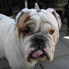 Engelsk bulldog Mugge R.I.P D.6/6-2016