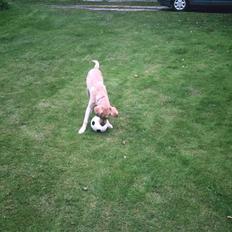 Blanding af racer Simba