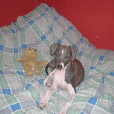 Italiensk mynde Pippi