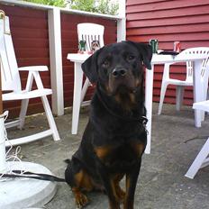 Rottweiler Rocky