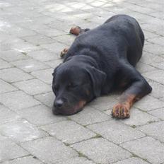 Rottweiler Rocky
