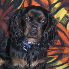 Cavalier king charles spaniel Duncan