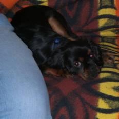 Cavalier king charles spaniel Duncan