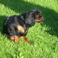 Cavalier king charles spaniel Duncan