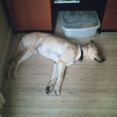 Blanding af racer Simba