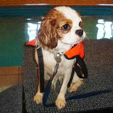 Cavalier king charles spaniel Fie