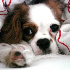 Cavalier king charles spaniel Fie