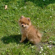 Pomeranian Nala