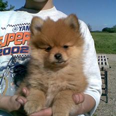 Pomeranian Nala