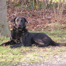 Blanding af racer - »Anton«