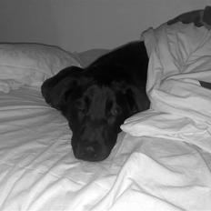 Blanding af racer - »Anton«