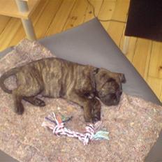 Bullmastiff Samson