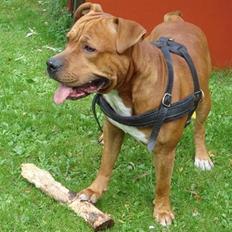 Blanding af racer BALDER *HIMMELHUND*