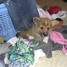 Welsh corgi pembroke Hannibal